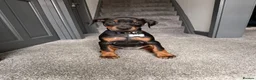 Dobermann dogs for stud: Dobermann Stud KC  - Advert 7