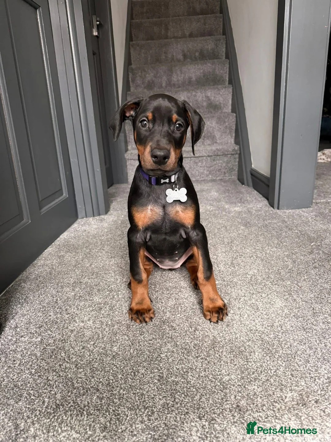 Dobermann dogs for stud: Dobermann Stud KC  - Advert 7