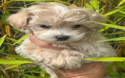 Maltipoo dogs for sale: F1 maltipoo - Image 18
