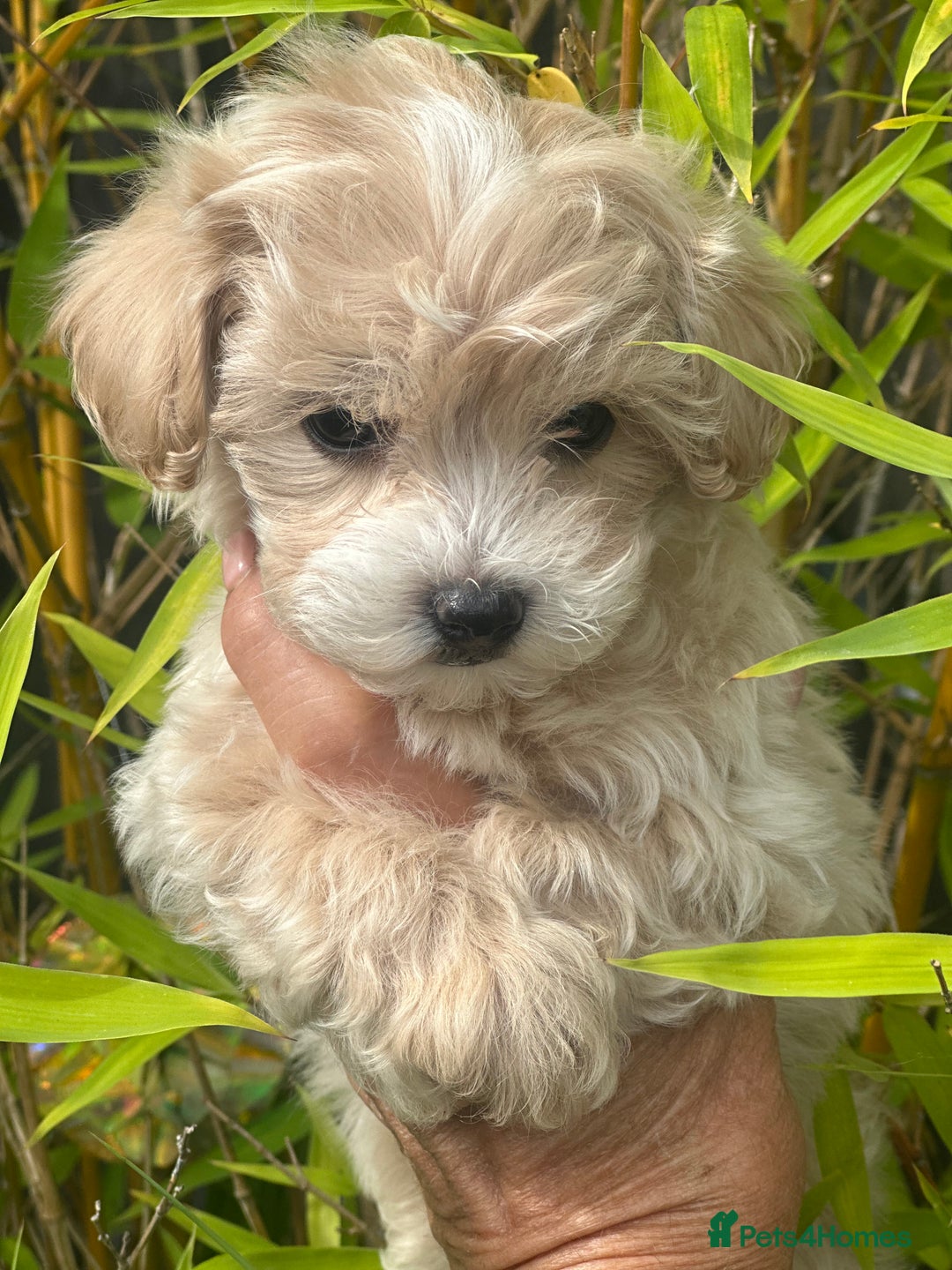 Maltipoo dogs for sale: F1 maltipoo - Image 18