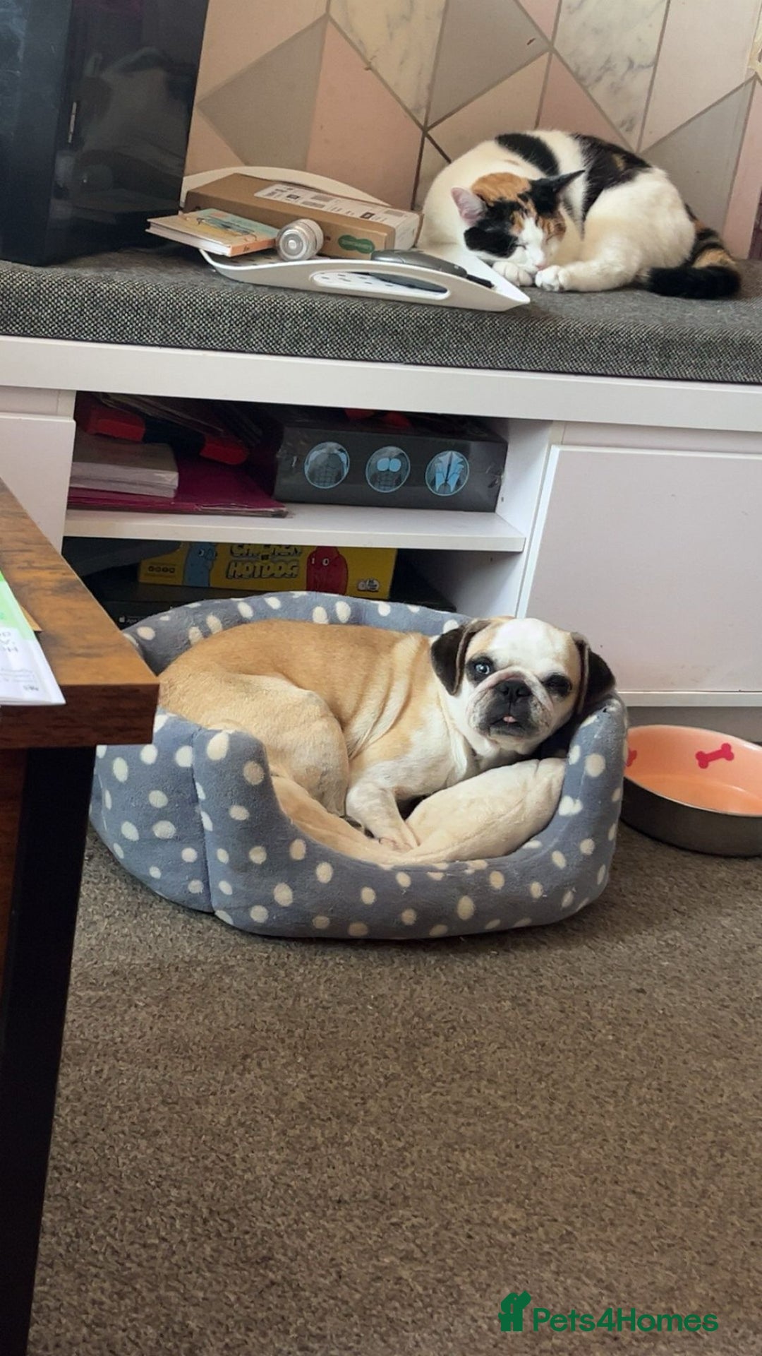Pug dogs for sale: Beautiful panda pug  - Image 1