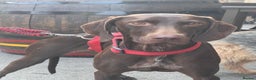 German Shorthaired Pointer dogs for adoption: RESERVED - Roo, female GSP aged 2 - Advert 15