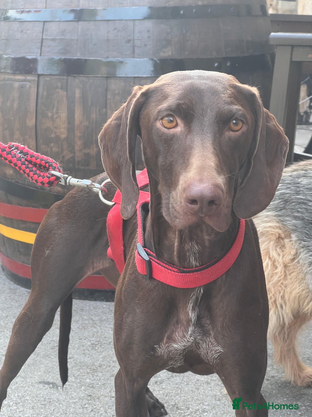 German Shorthaired Pointer dogs for adoption: Rucha, female German Shorthaired Pointer, aged 2 - Image 15