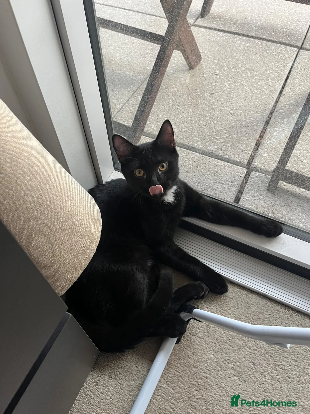 Mixed Breed cats for sale: Adorable and affectionate kitten in London - Advert 6