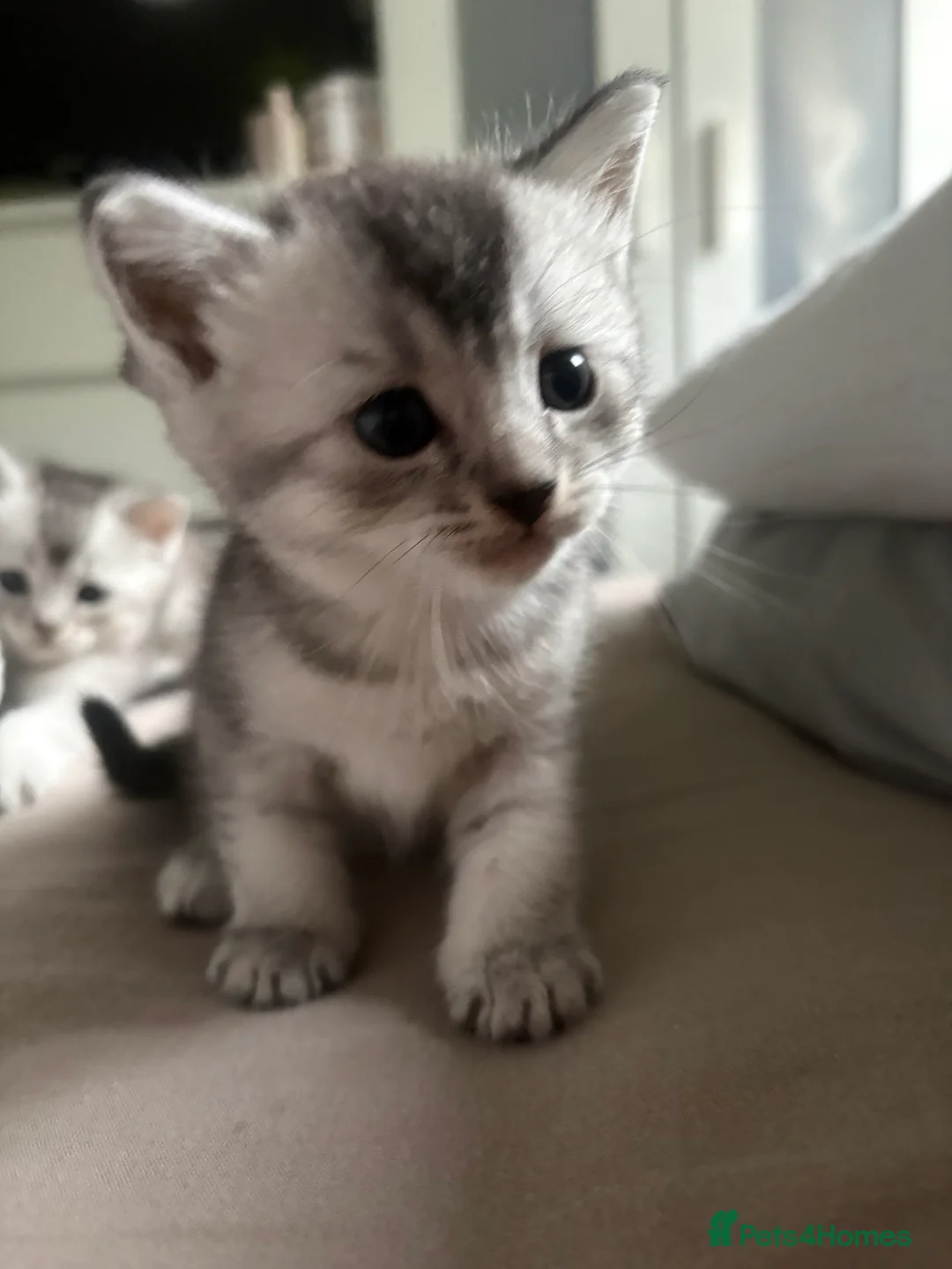 Mixed Breed cats for sale: 4 adorable grey and white kittens  - Advert 2