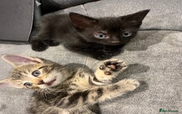 Domestic Shorthair cats for sale: 3 Gorgeous Kittens!! - Image 3