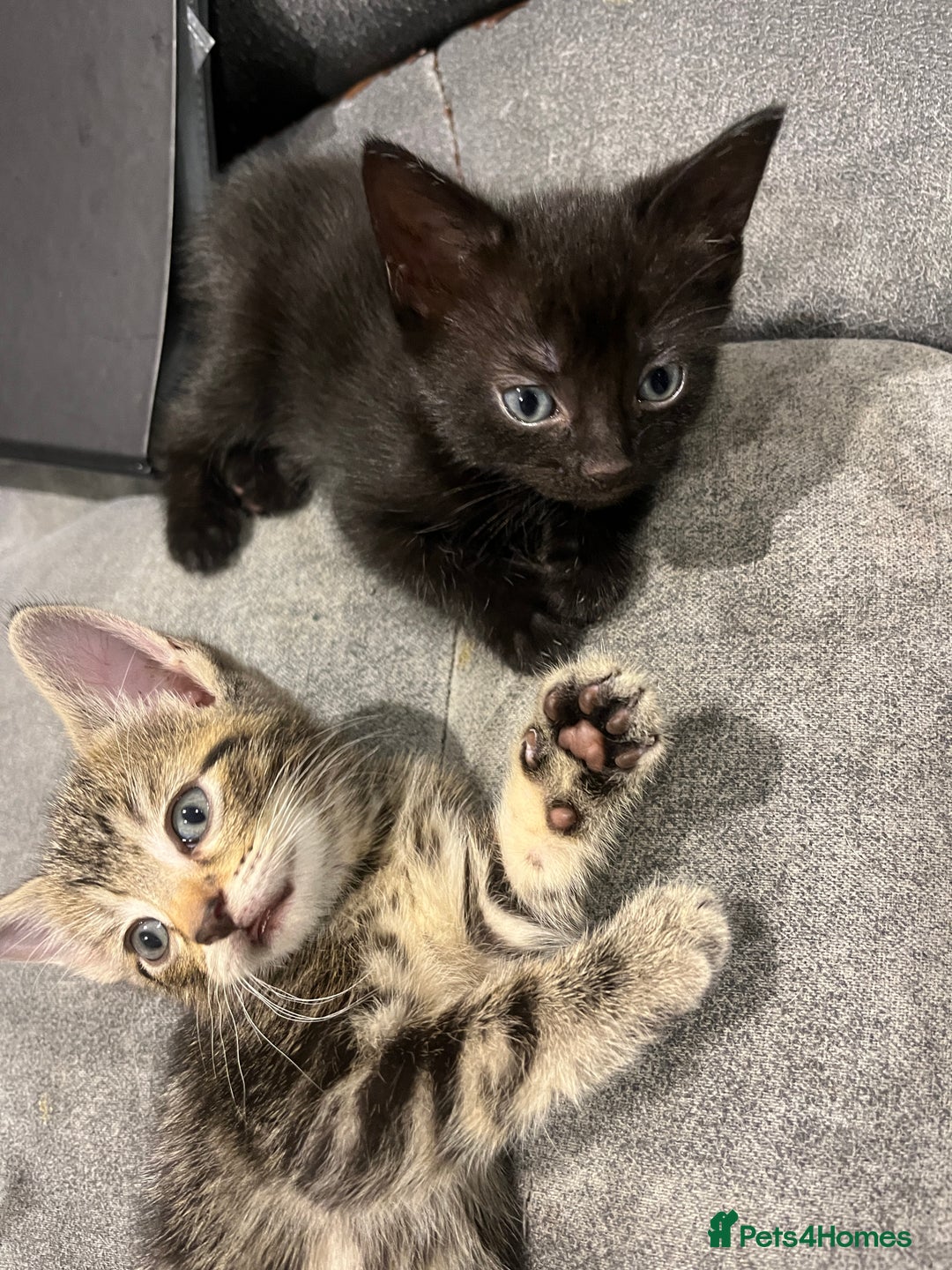 Domestic Shorthair cats for sale: 3 Gorgeous Kittens!! - Image 3