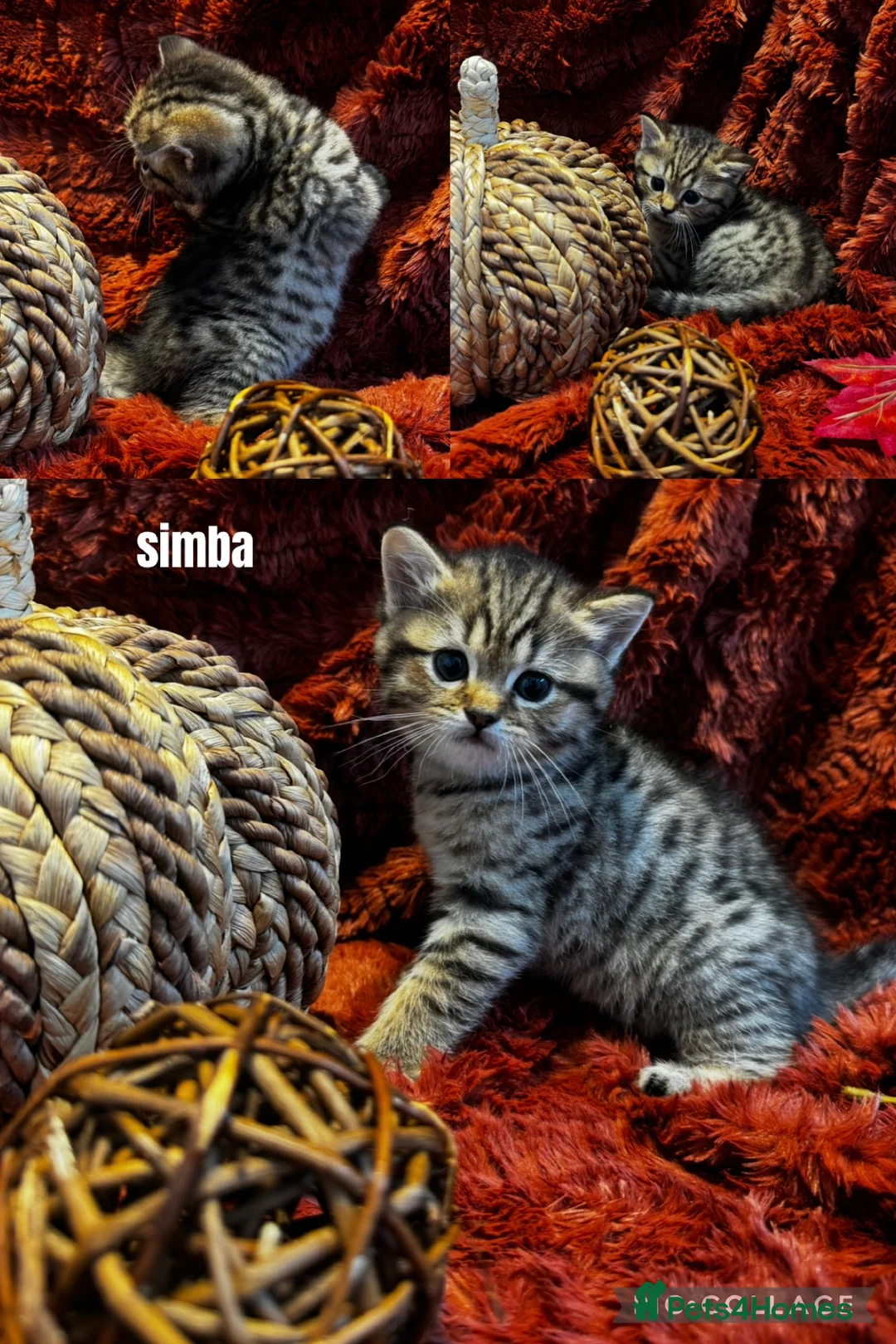 British Shorthair cats for sale: 🐾 British Shorthairs in Northampton - Advert 6