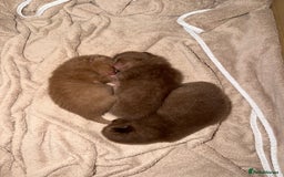 British Shorthair cats for sale: Chocolate British Shorthair Kittens - Image 5
