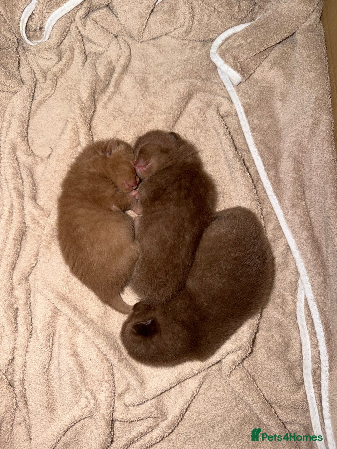 British Shorthair cats for sale: Chocolate British Shorthair Kittens - Image 5
