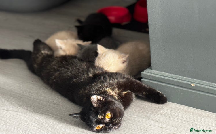 British Shorthair cats - Advert 16