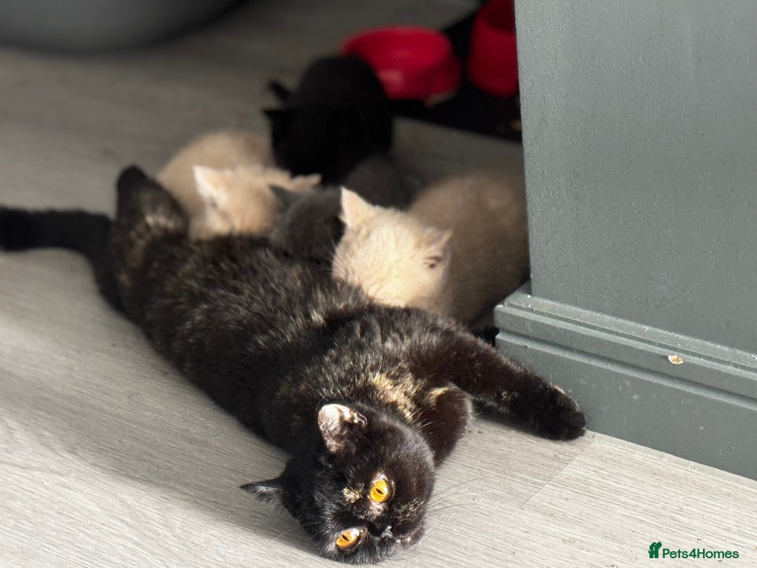 British Shorthair cats for sale: 🏡 Pedigree British Shorthair Kittens  🐾 - Image 1