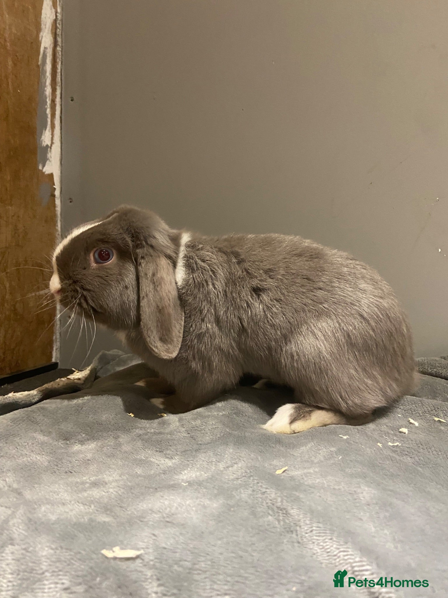 Mini Lop rabbits Female and male rabbit  - Advert 1