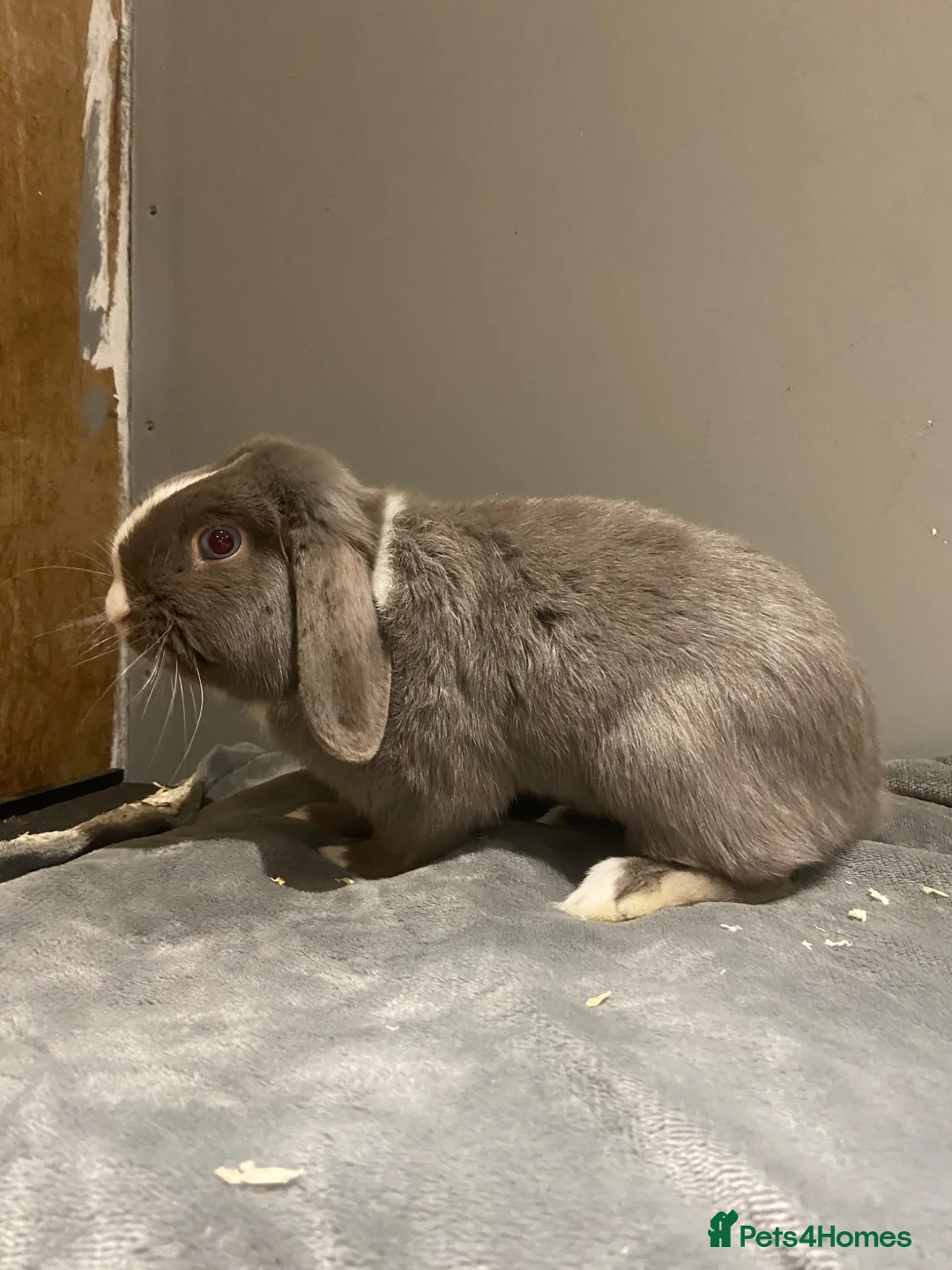 Mini Lop rabbits for sale: Female and male rabbit  - Advert 1