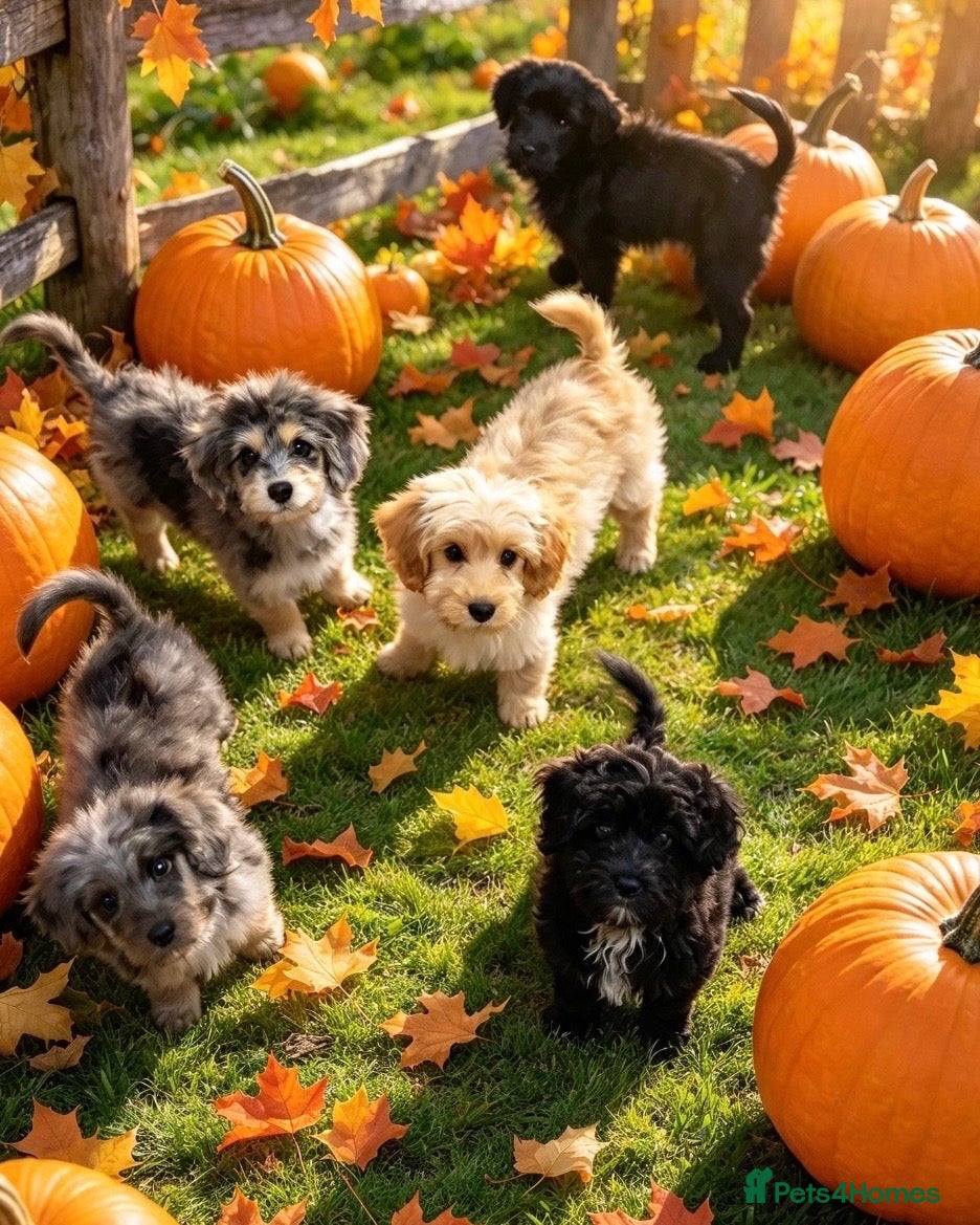 Cavapoo dogs for sale: top quality Cavapoo Puppies - Advert 1