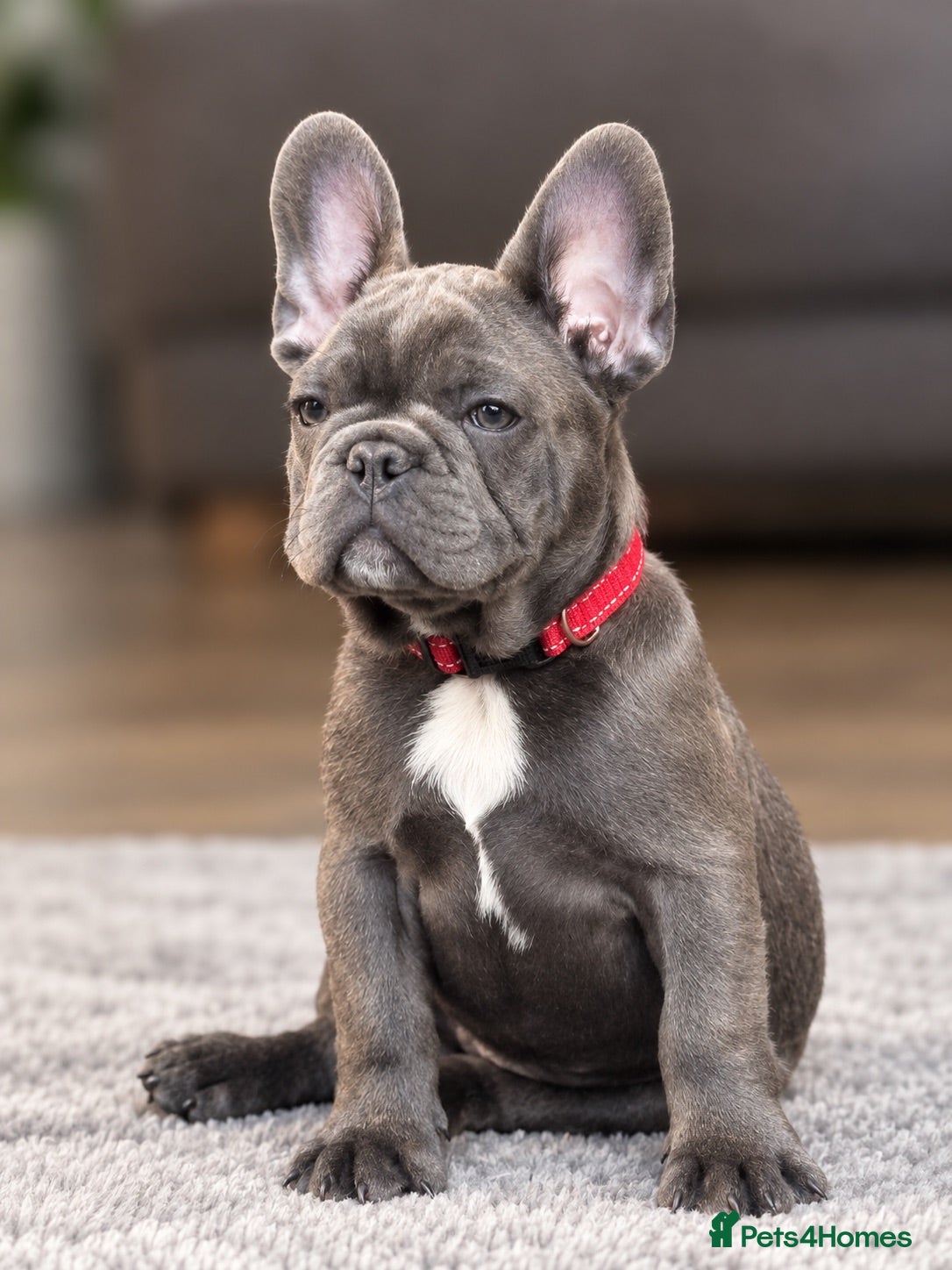 French Bulldog dogs 🐾KC registered Ready to go to there New homes🐾 - Advert 1