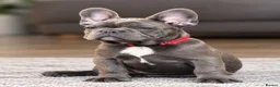 French Bulldog dogs for sale: 🐾KC registered Ready to go to there New homes🐾 - Advert 2