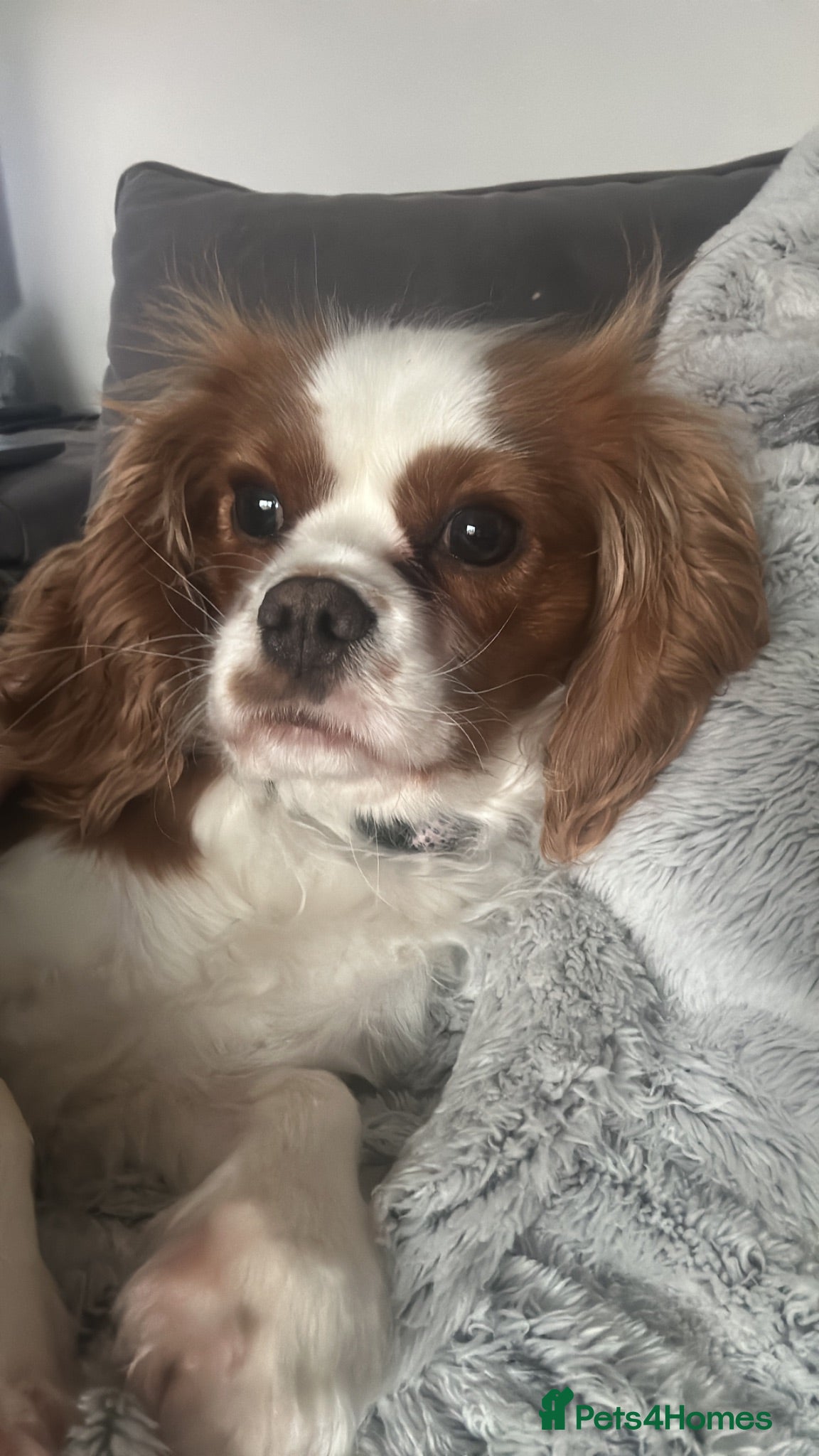 Cavalier King Charles Spaniel dogs Beautiful KC Registered Litter - Advert 1