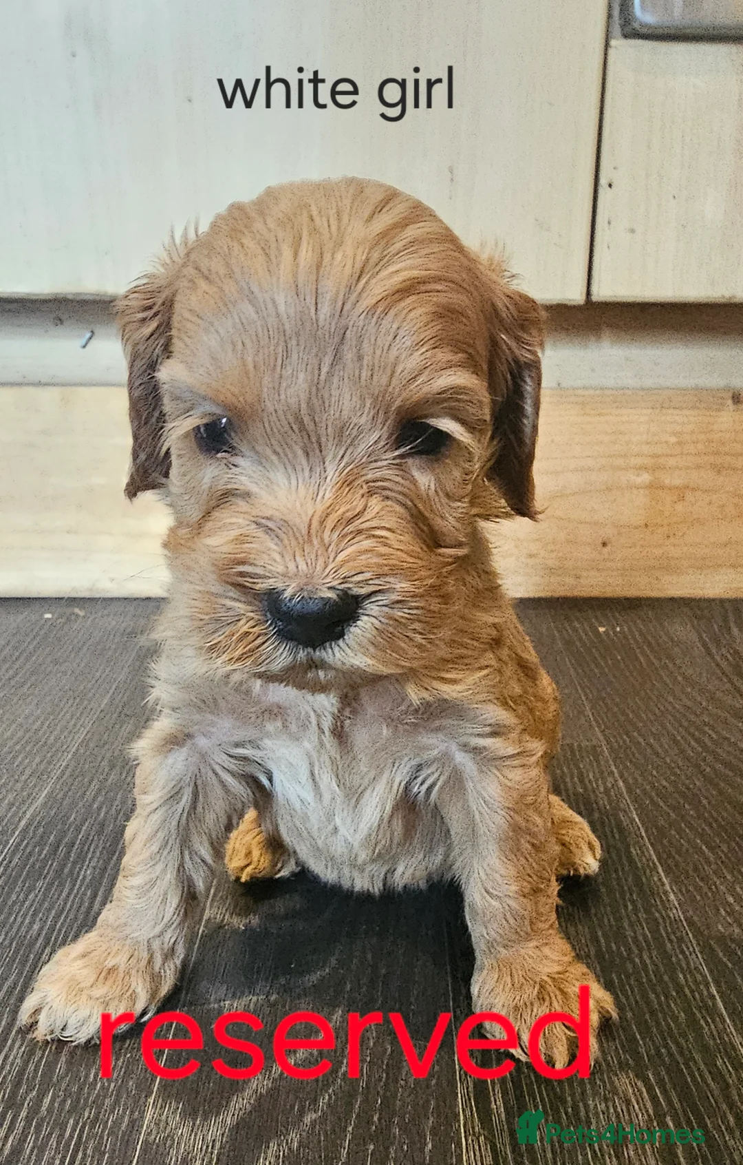 Cockapoo dogs for sale: LAST 2BOYS AVAILABLE  F1 cockapoo puppies  - Advert 28
