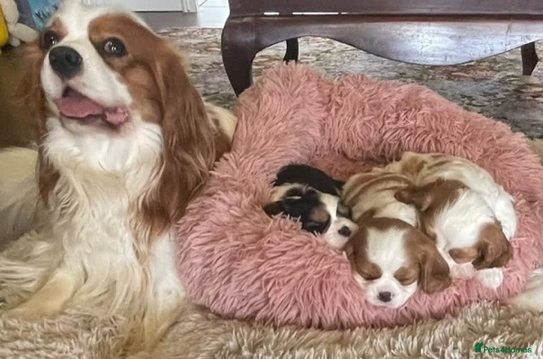 Cavalier King Charles Spaniel dogs for sale: Outstanding Cavalier King Charles Spaniel puppies - Advert 2