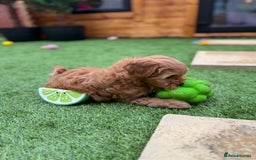 Cockapoo dogs for sale: Miniature F1B Cockapoo DNA Health Checked - Image 4