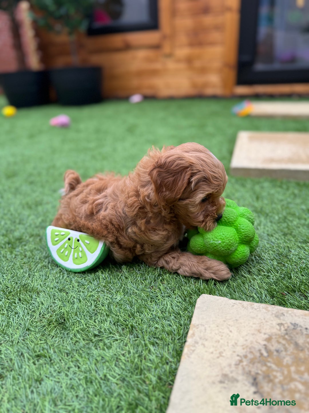 Cockapoo dogs for sale: Miniature F1B Cockapoo DNA Health Checked - Image 4