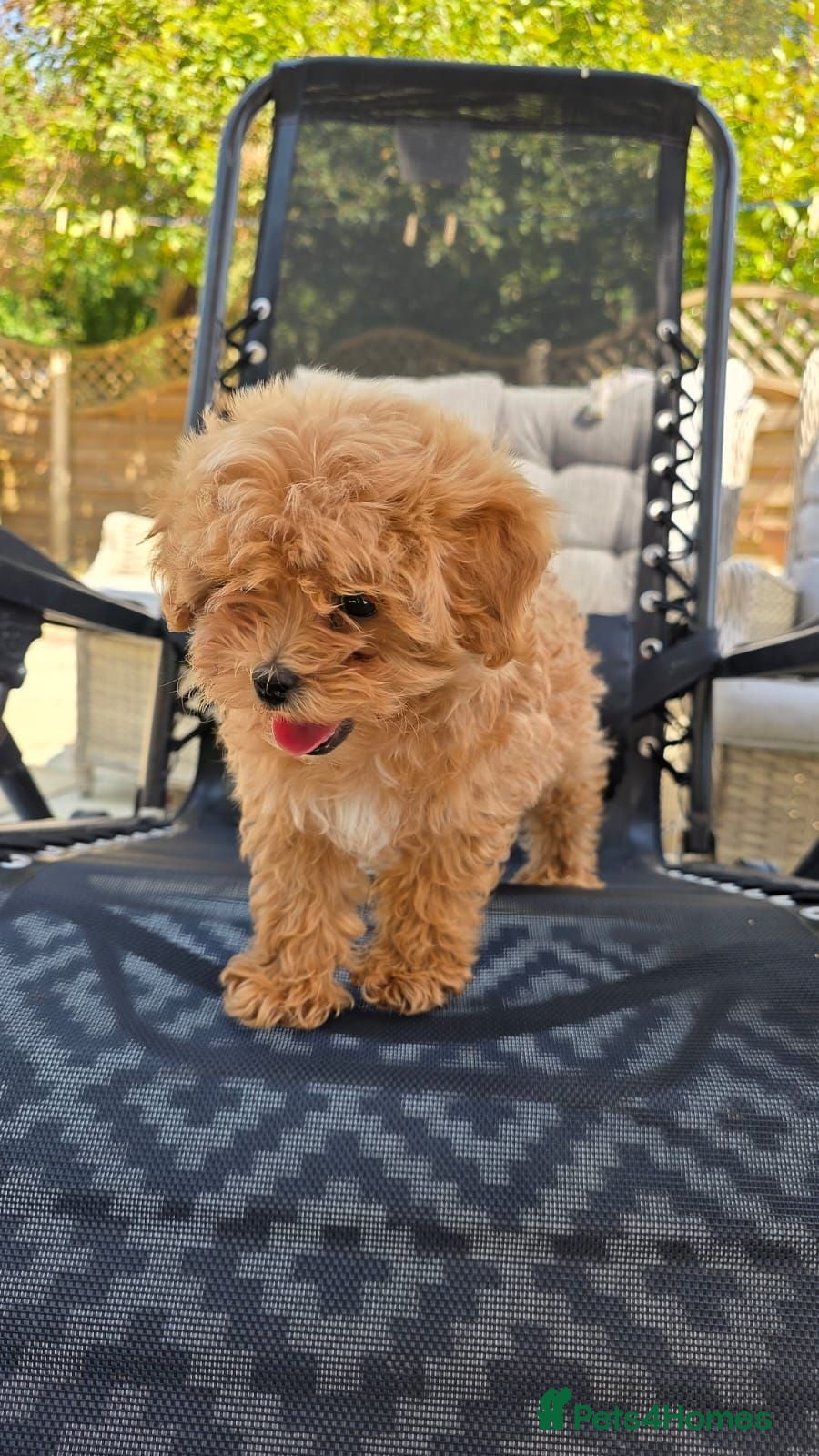 Maltipoo dogs READY TO LEAVE TODAY Tiny Toy Maltipoo puppies 🐶 - Advert 10