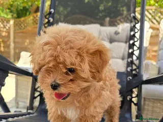 Maltipoo dogs READY TO LEAVE TODAY Tiny Toy Maltipoo puppies 🐶 - Advert 10