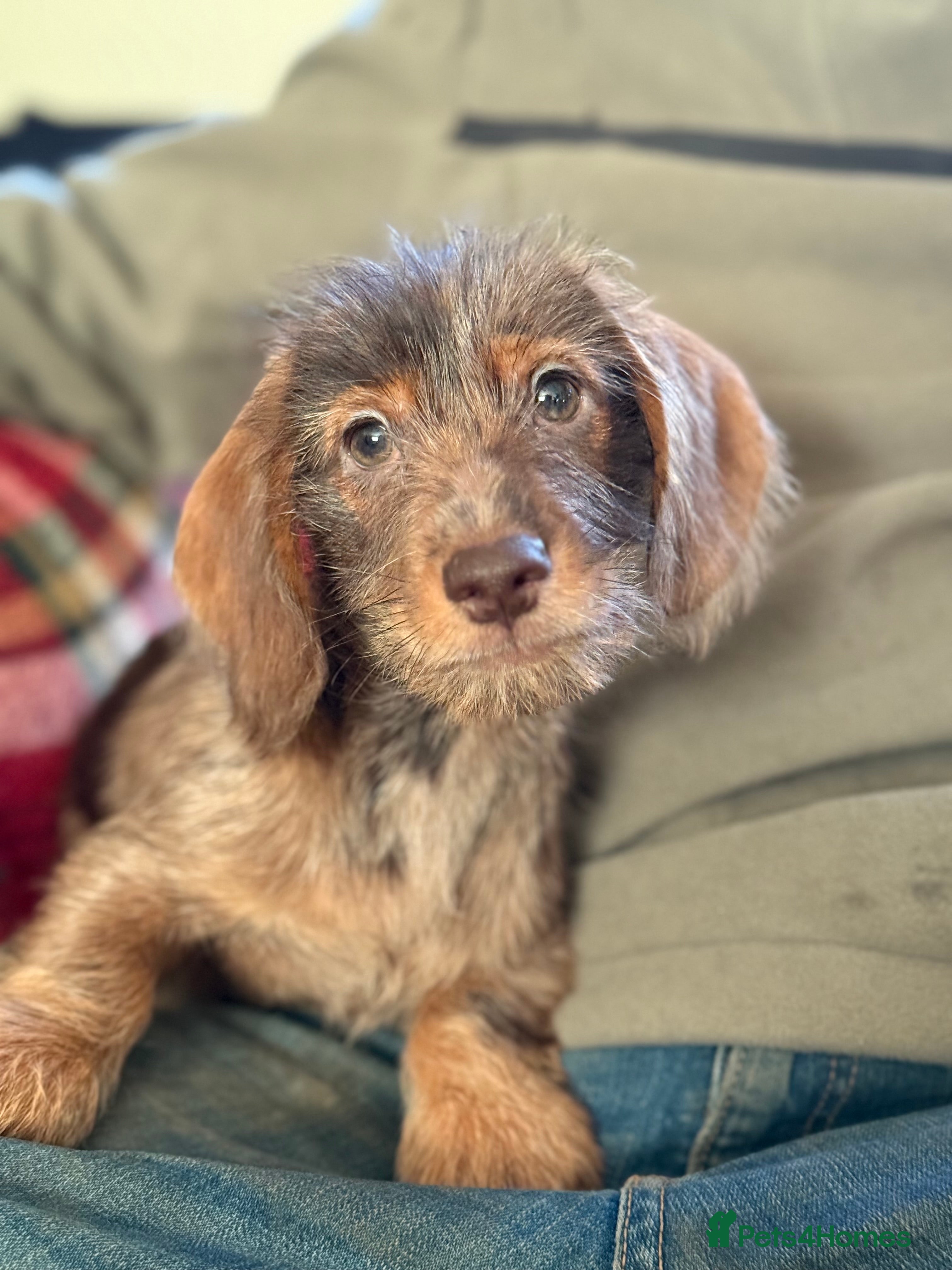 Mixed Breed dogs Beautiful Dorkie puppies Ready Now!! - Advert 12