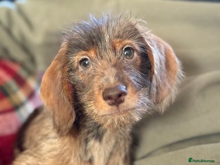 Mixed Breed dogs Beautiful Dorkie puppies Ready Now!! - Advert 12