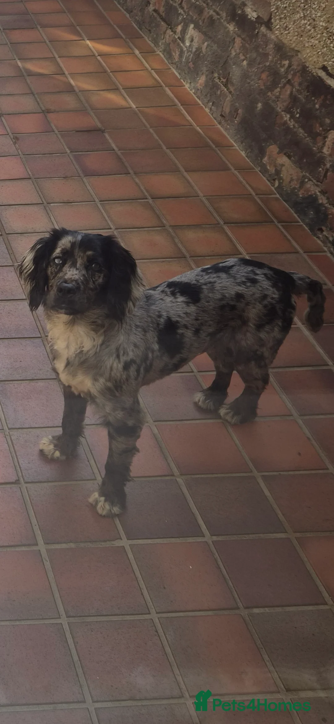 Cocker Spaniel dogs for stud: Merle Cocker stud in Shildon - Advert 6