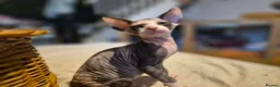 Sphynx cats for sale:  sphynx kitten  1 female available October 13th  - Advert 8