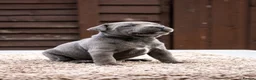 Staffordshire Bull Terrier dogs for sale: Amazing Staffordshire bull terrier litter!  in Welwyn Garden City - Advert 36