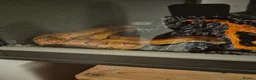 Corn Snake reptiles for sale: Corn snake and setup in Rugeley - Advert 2