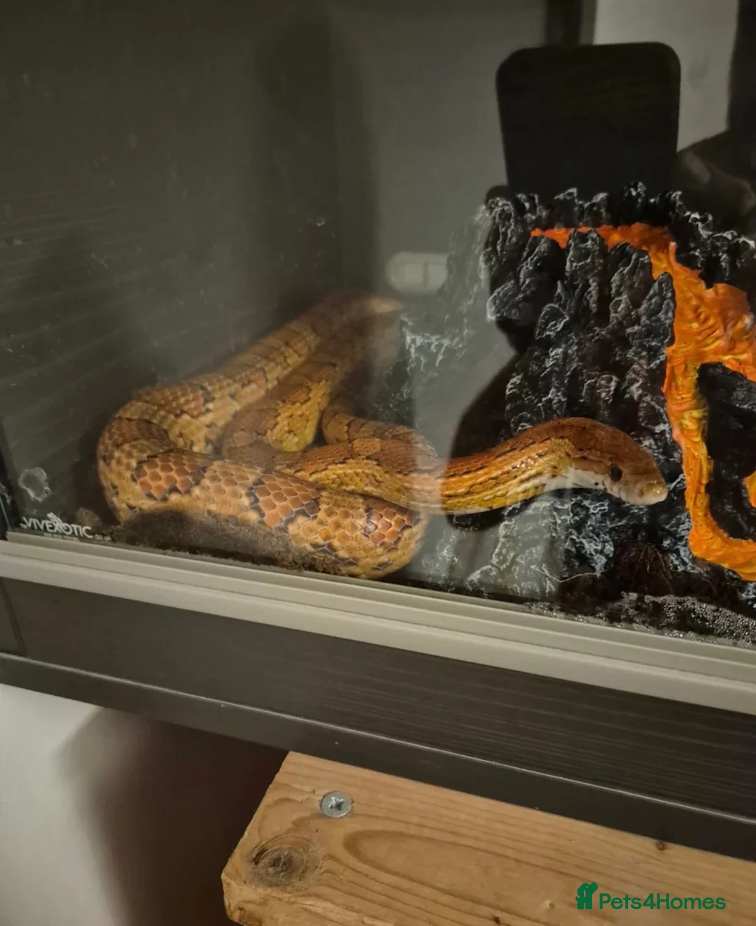 Corn Snake reptiles for sale: Corn snake and setup in Rugeley - Advert 2