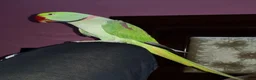 Parrots birds for sale: Hand reared and tame alexandrine  in Ilford - Advert 4