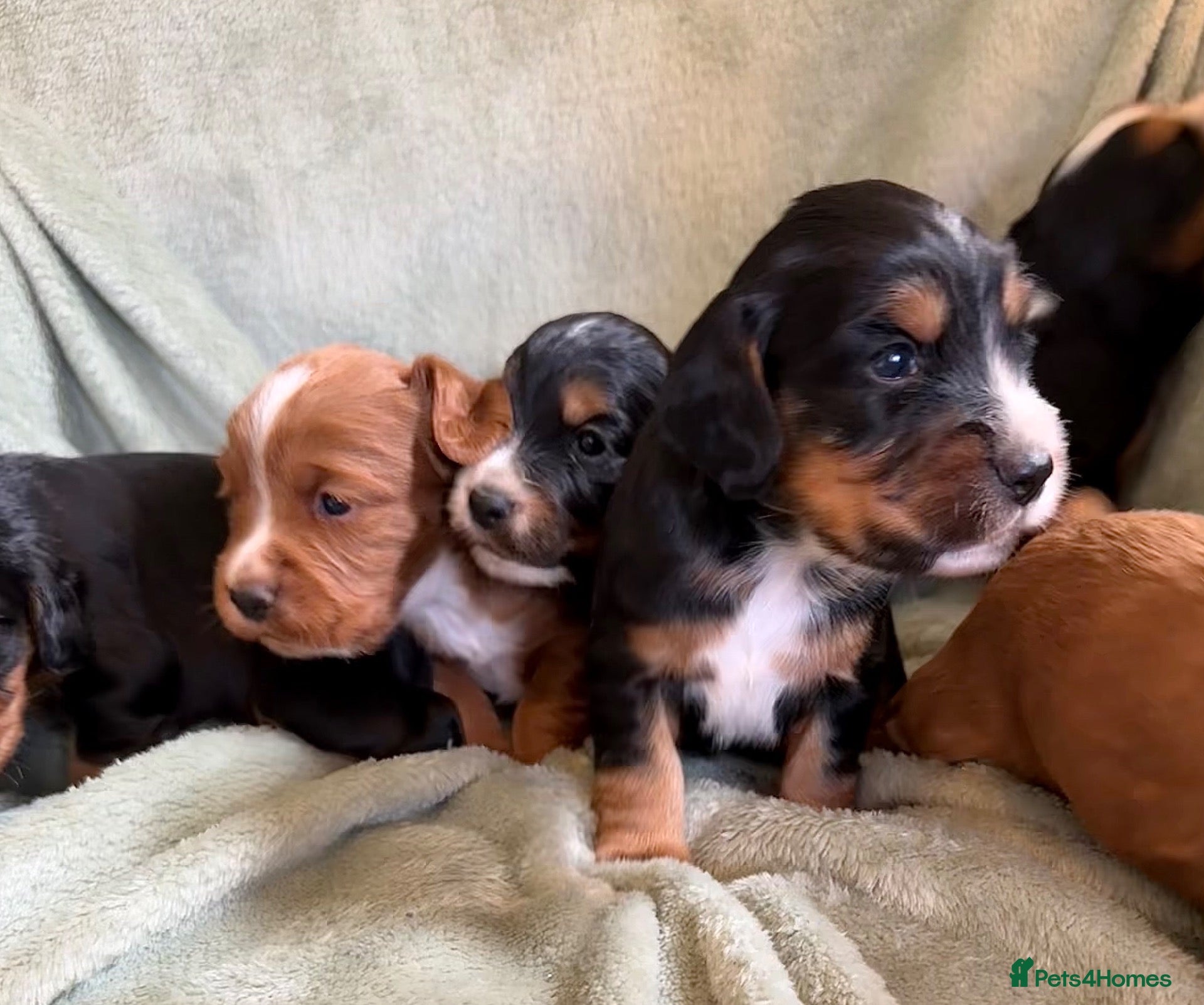 Cocker Spaniel dogs for sale: W/C Spaniel Puppies. Health tested parents - Advert 17