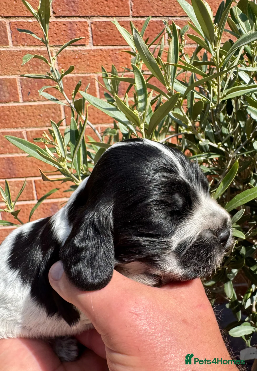 Cocker Spaniel dogs for sale: Show cocker spaniels  - Advert 37