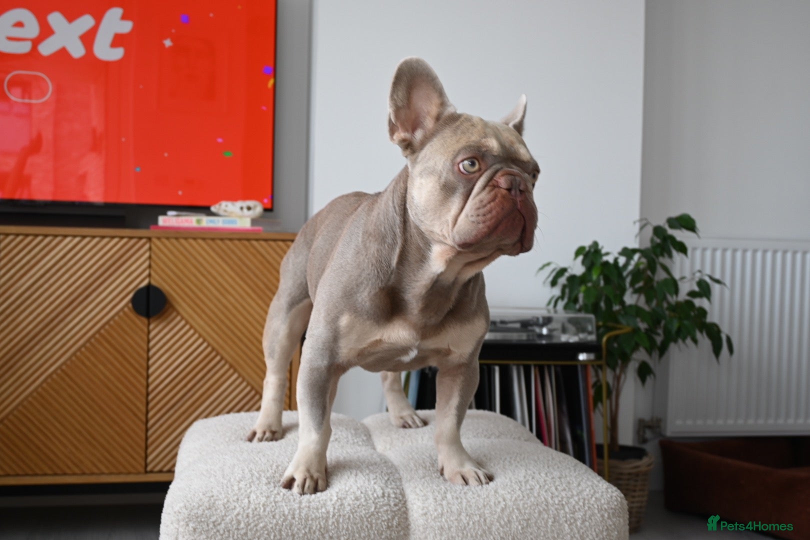 French Bulldog dogs KC Registered Isabella & Tan French Bulldog – Stud - Advert 1