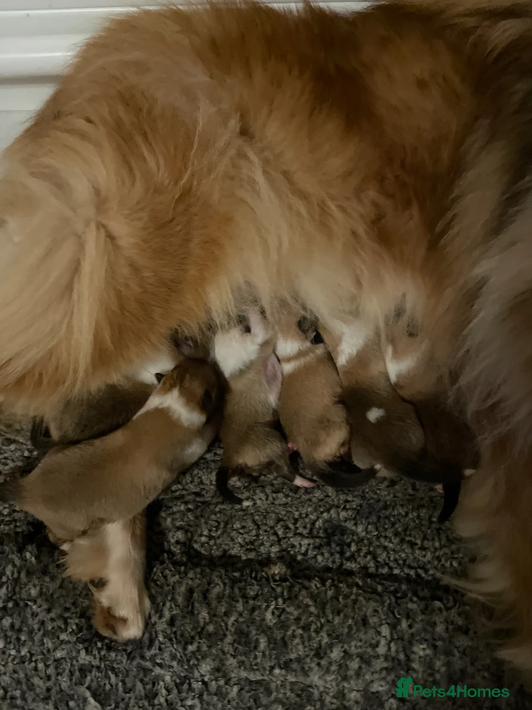 Rough Collie dogs for sale: KC Registered Sable and white male - Advert 2
