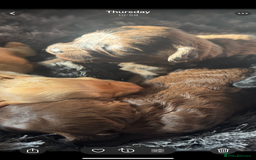 Cockapoo dogs for sale: Rare stunning American miniature teddy cockapoos  - Image 14