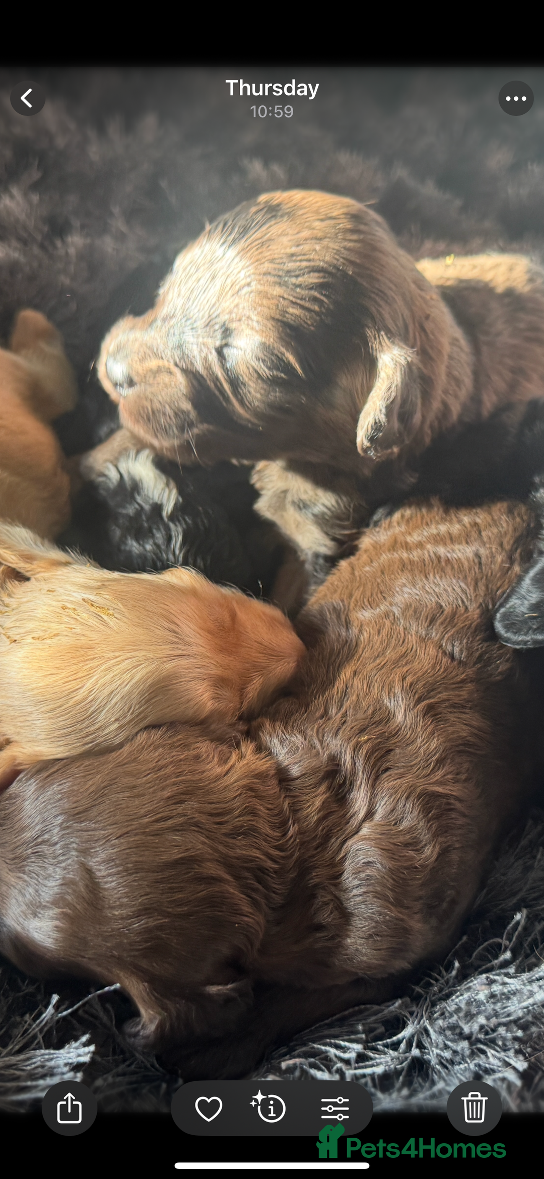 Cockapoo dogs for sale: Rare stunning American miniature teddy cockapoos  - Image 14