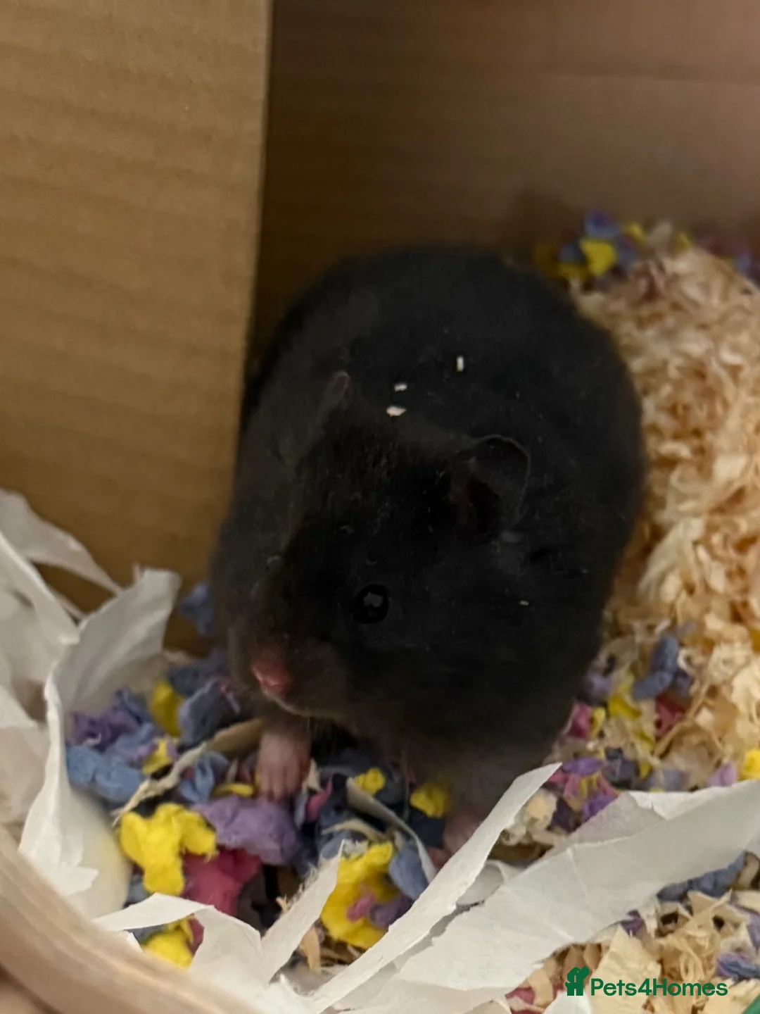 Hamster rodents for sale: Long Haired Male Syrian Hamster Baby  - Advert 3
