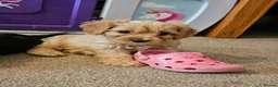Cavapoo dogs for sale: Health tested F1 Cavapoo puppies - Advert 12