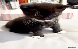 Mixed Breed cats for sale: Delightful mix-breed Siamese-black calico-kittens - Image 26