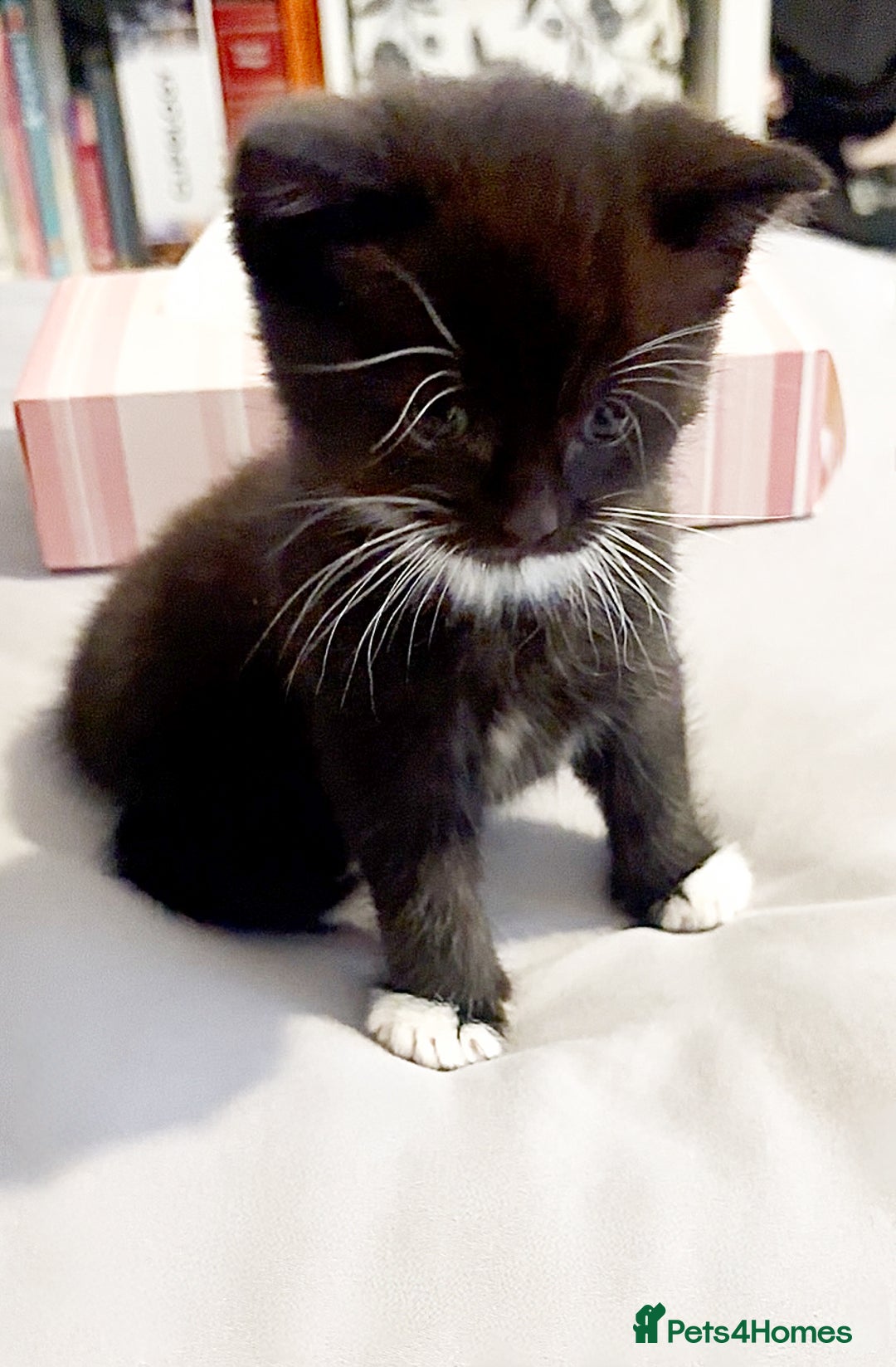 Mixed Breed cats for sale: Delightful mix-breed Siamese-black calico-kittens - Image 26