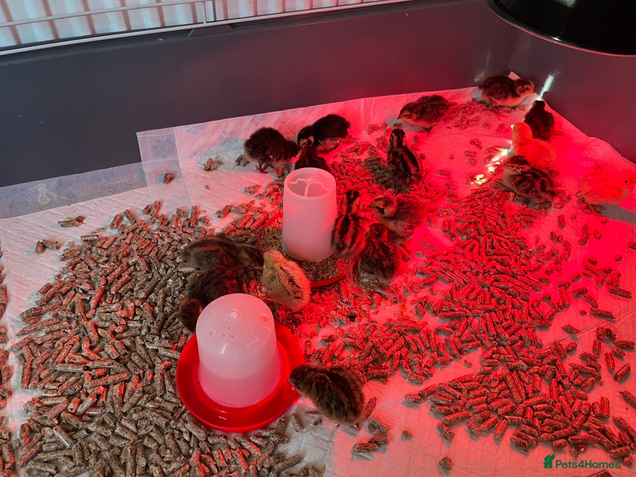 Quail poultry Coturnix quail chicks and hatching eggs  - Advert 3
