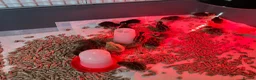 Quail poultry for sale: Coturnix quail chicks and hatching eggs  - Advert 1