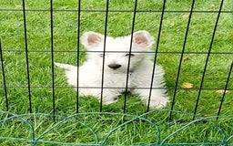 West Highland Terrier dogs for sale: West Highland terrier puppy, 7 months old - Image 3