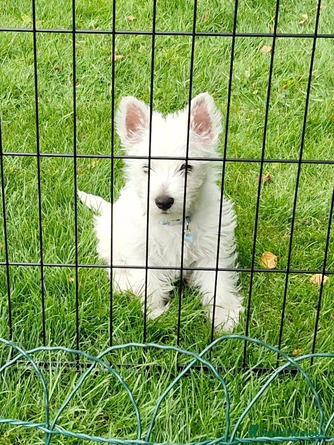 West Highland Terrier dogs for sale: West Highland terrier puppy, 7 months old - Image 3